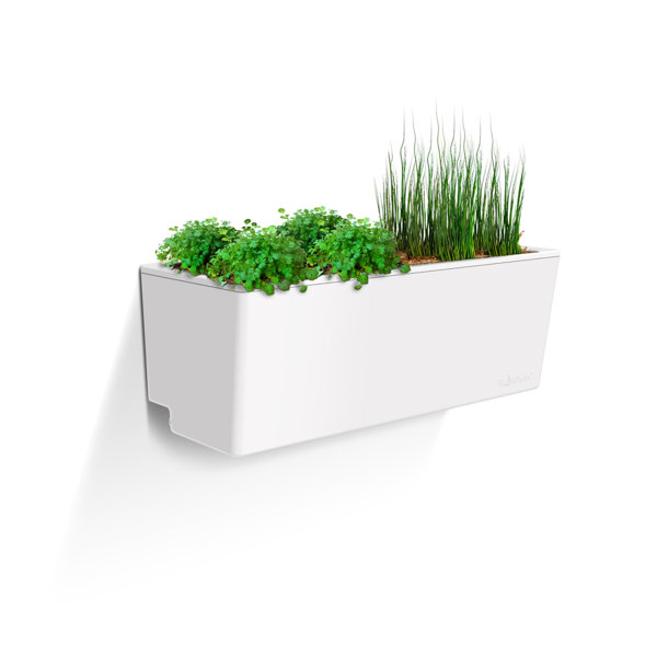 Symple Stuff Trotwood SelfWatering Plastic Wall Planter & Reviews